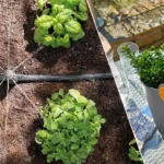 Gardening Hacks