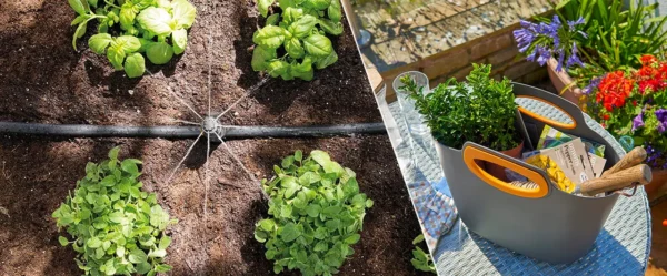 10 Easy Urban Pharmacy Gardening Hacks