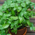 Fast Hydroponic Herbs