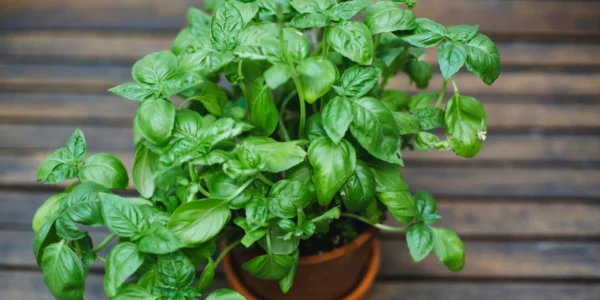 10 Fast Hydroponic Herbs Hacks: Grow Fresher, Faster, and Smarter