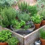 Fast Urban Pharmacy Gardening Herbs